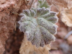 Sphaeralcea parvifolia