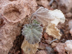 Sphaeralcea parvifolia