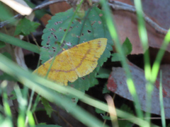 Eumelea rosalia
