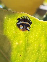 Poecilopachys australasia