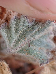 Sphaeralcea parvifolia