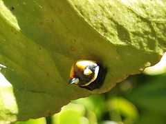 Poecilopachys australasia