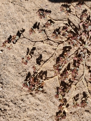 Euphorbia polycarpa