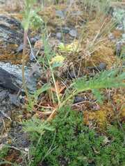 Potentilla pensylvanica