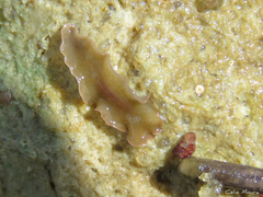 Enchiridium
