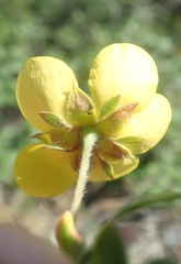 Potentilla pensylvanica