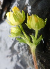 Potentilla pensylvanica