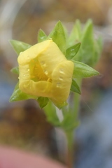 Potentilla pensylvanica