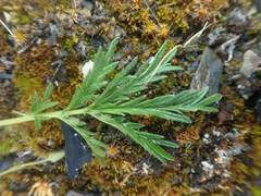 Potentilla pensylvanica