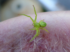 Diaea