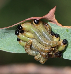 Perga affinis