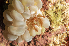 Achaeus japonicus