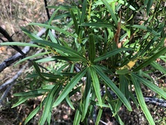 Denhamia cunninghamii