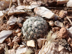 Pediocactus bradyi