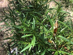 Denhamia cunninghamii