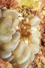 Achaeus japonicus