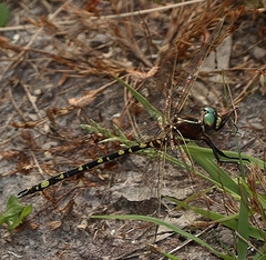 Synthemis eustalacta