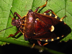 Pinthaeus sanguinipes