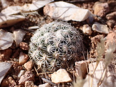 Pediocactus bradyi