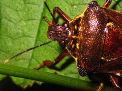 Pinthaeus sanguinipes