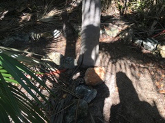 Cubophis vudii