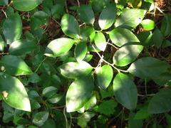 Lindera glauca