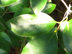 Lindera glauca