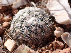 Pediocactus bradyi