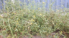 Stylosanthes biflora