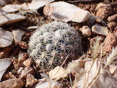 Pediocactus bradyi
