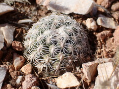 Pediocactus bradyi