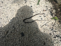 Cubophis vudii
