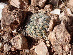 Pediocactus bradyi