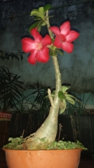 Adenium