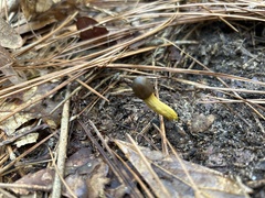 Tolypocladium capitatum