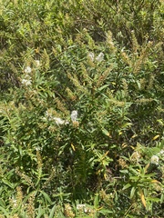 Veronica strictissima