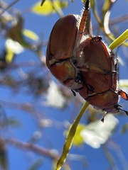 Anoplognathus hirsutus