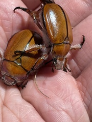 Anoplognathus hirsutus