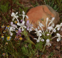 Lapeirousia pyramidalis pyramidalis