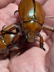 Anoplognathus hirsutus