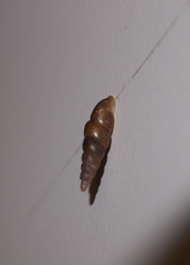 Phaedusini