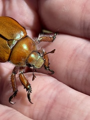 Anoplognathus hirsutus