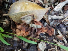 Phalaenoides tristifica