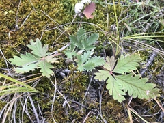 Potentilla arenosa