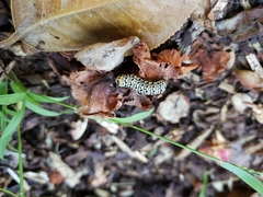 Phalaenoides tristifica