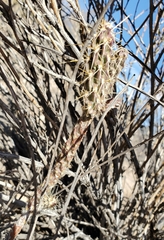Cylindropuntia acanthocarpa