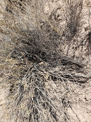 Cylindropuntia acanthocarpa