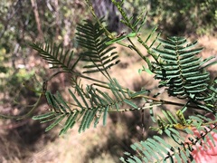 Acacia loroloba