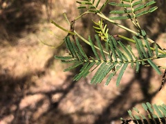 Acacia loroloba