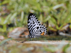 Graphium delessertii